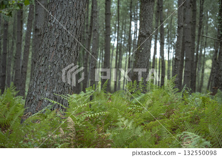Lush ferns stand tall in Landes pine forest during a serene day in Moliets 132550098