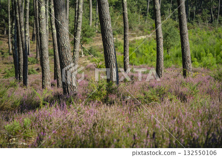 Beautiful landscape of Landes forest with pine trees, ferns and heather Moliets Beautiful landscape of Landes forest with pine trees, ferns and heather Moliets 132550106