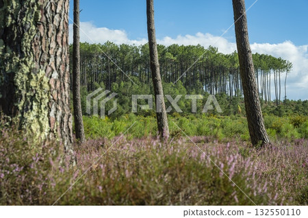 Beautiful landscape of Landes forest with pine trees, ferns and heather Moliets 132550110