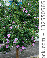Syrian hibiscus with soft pink flowers on the city street 132550565
