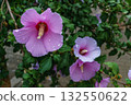 Close-up of Beautiful Syrian Hibiscus Flower with Fresh Raindrops on Delicate Pink Petals 132550622