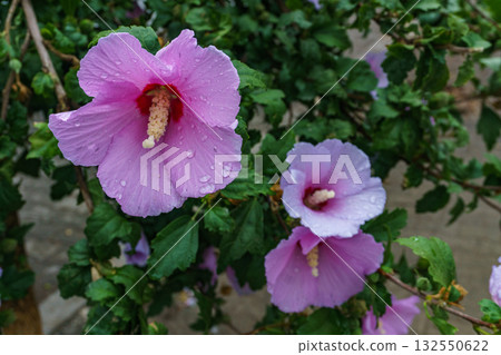 Close-up of Beautiful Syrian Hibiscus Flower with Fresh Raindrops on Delicate Pink Petals 132550622