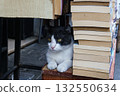 Istanbul street cat resting among books at bookstore - intellect 132550634