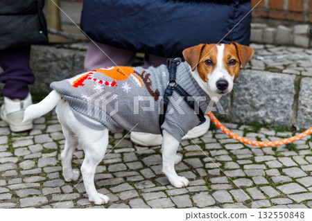 Small Jack Russell dog in festive grey sweater stands on cobblestone street with curious gaze. Orange leash and knitted outfit create warm, cheerful winter street moment Small Jack Russell dog in festive grey sweater stands on cobblestone street with curious gaze. Orange leash and knitted outfit create warm, cheerful winter street moment 132550848