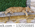 Orange tabby cat sleeping peacefully on stone wall in Istanbul 132550885