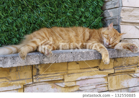 Orange tabby cat sleeping peacefully on stone wall in Istanbul 132550885