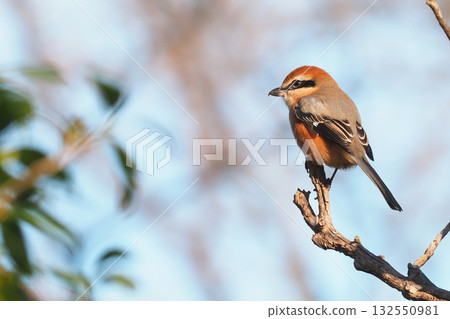 Mos (male) 132550981