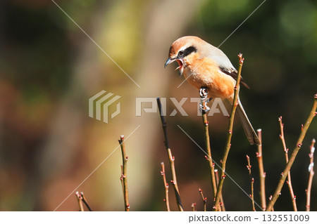 Mos（男） 132551009