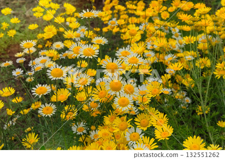 Chamomile is blooming. Medicinal plant. Daisy flowers is growing in cottage garden. Aromatic herb in meadow. Anti-inflammatory agent. Sunny day. Chamomile is blooming. Medicinal plant. Daisy flowers is growing in cottage garden. Aromatic herb in meadow. Anti-inflammatory agent. Sunny day. 132551262