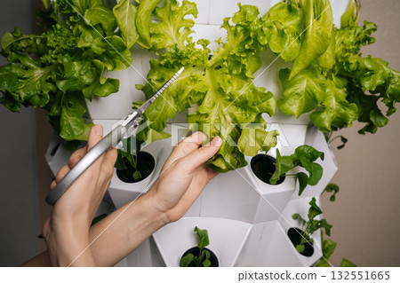 Home gardening enthusiast female using scissors, harvesting fresh lettuce leaves from vertical hydroponic farming system, showcasing sustainable agriculture and modern farming techniques. Home gardening enthusiast female using scissors, harvesting fresh lettuce leaves from vertical hydroponic farming system, showcasing sustainable agriculture and modern farming techniques. 132551665