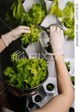 Gardening enthusiast woman cutting fresh lettuce from vertical hydroponic system, revealing sustainable urban farming method with efficient crop cultivation technique. Concept of home gardening. Gardening enthusiast woman cutting fresh lettuce from vertical hydroponic system, revealing sustainable urban farming method with efficient crop cultivation technique. Concept of home gardening. 132551674