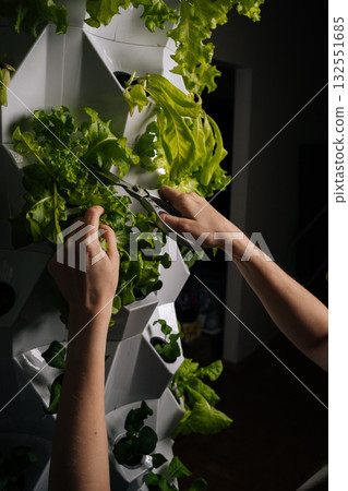 Vegan female hands using scissors, harvesting fresh lettuce growing in modern vertical hydroponic farm, showcasing sustainable agriculture and innovative food production techniques. Vegan female hands using scissors, harvesting fresh lettuce growing in modern vertical hydroponic farm, showcasing sustainable agriculture and innovative food production techniques. 132551685