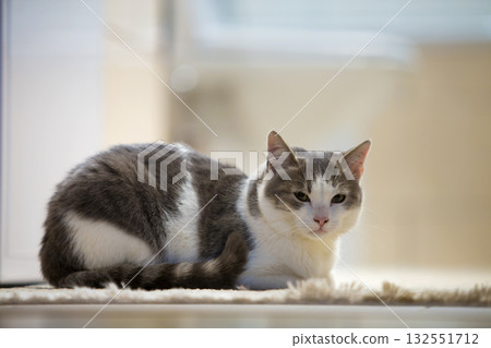 Profile portrait of young nice small cute smart white and gray domestic cat kitten with smiling expression on white copy space background. Keeping animal pet at home, wildlife concept. Profile portrait of young nice small cute smart white and gray domestic cat kitten with smiling expression on white copy space background. Keeping animal pet at home, wildlife concept. 132551712