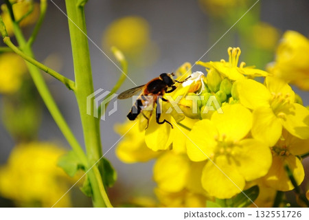 強姦花和蜜蜂 132551726