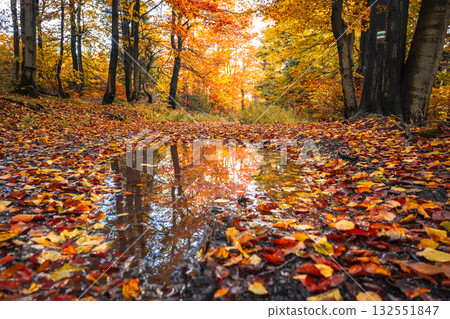 A winding country road in an autumn forest showcases vibrant foliage. The ground is covered with colorful leaves, reflecting a serene puddle. Nature radiates seasonal beauty. 132551847