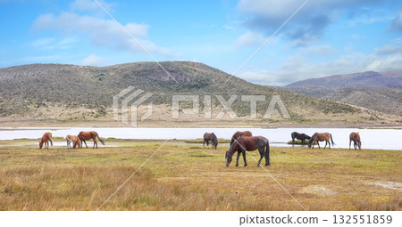 Landscape with wild horses at the foot of the Cotopaxi volcano, Ecuador. 132551859