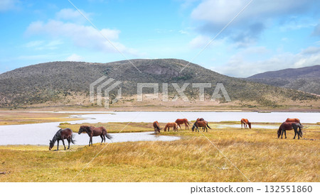Landscape with wild horses at the foot of the Cotopaxi volcano, Ecuador. 132551860