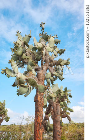 Giant prickly pear cactus on Santa Cruz Island, Galapagos National Park, Ecuador. 132551863