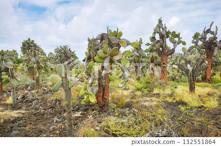 Giant prickly pear cactus on Santa Cruz Island, Galapagos National Park, Ecuador. Giant prickly pear cactus on Santa Cruz Island, Galapagos National Park, Ecuador. 132551864