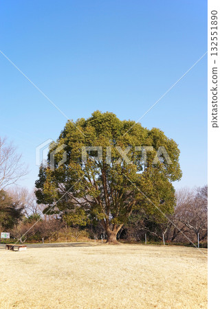 冬季公園「四日市南部山坡公園」樟樹 冬季公園「四日市南部山坡公園」樟樹 132551890