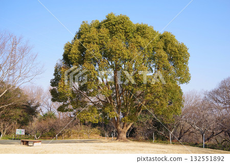 冬季公園「四日市南部山坡公園」樟樹 冬季公園「四日市南部山坡公園」樟樹 132551892
