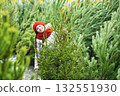 a little girl with pigtails in a red knitted hat and scarf smiles on the background of the Christmas tree market and chooses a Christmas tree 132551930
