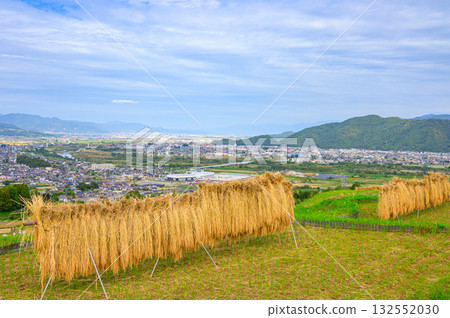 Newly harvested rice plants hang on racks watching over the Zenkoji Plain [Obasute Rice Terraces] 132552030