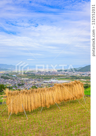 Newly harvested rice plants hang on racks watching over the Zenkoji Plain [Obasute Rice Terraces] 132552031