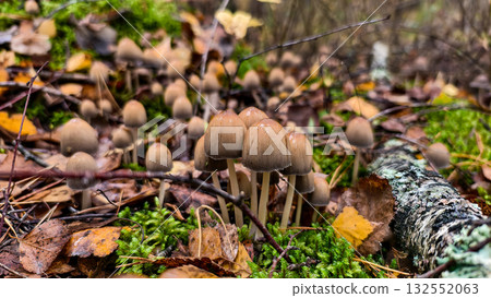 Tiny brown mushrooms emerging from vibrant green moss, surrounded by fallen autumn leaves and dry branches on a damp forest floor, symbolizing growth and natural woodland ecosystems. Tiny brown mushrooms emerging from vibrant green moss, surrounded by fallen autumn leaves and dry branches on a damp forest floor, symbolizing growth and natural woodland ecosystems. 132552063