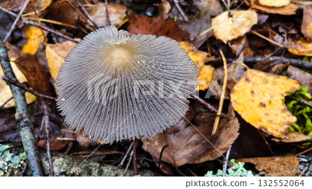 A close-up of a mushroom cap. The cap, with its detailed gills and water droplets, is set against a backdrop of decaying autumn leaves and forest debris on the damp forest floor. 132552064