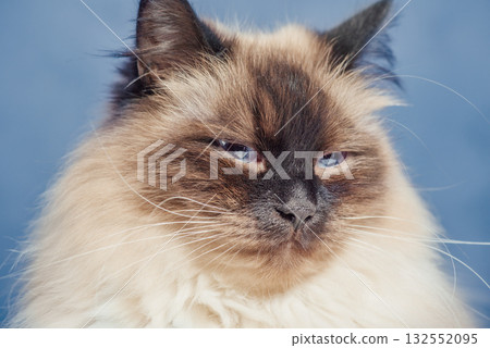 Pet, cat. Siberian cat, color point with blue eyes on a blue background. 132552095
