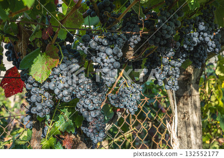 Black grape bunches Black grape bunches 132552177