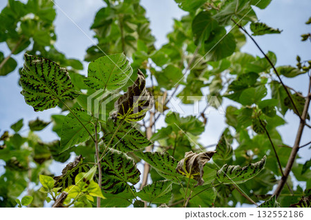 Green leaves with pattern Green leaves with pattern 132552186