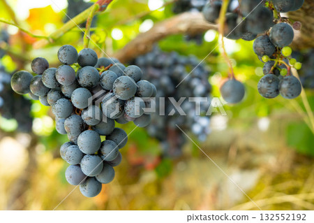 Red grape bunches on vines Red grape bunches on vines 132552192