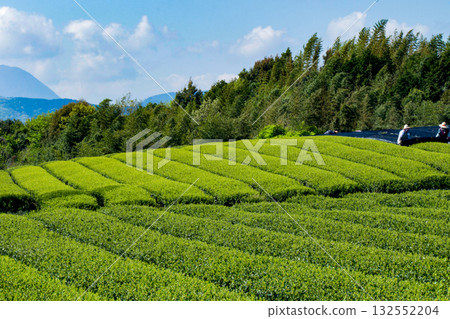 Fresh green tea plantation Fresh green tea plantation 132552204