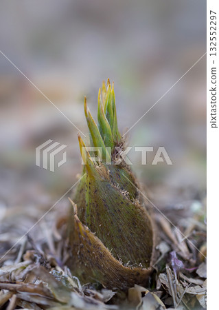 bamboo shoots bamboo shoots 132552297