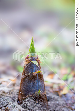 bamboo shoots bamboo shoots 132552298