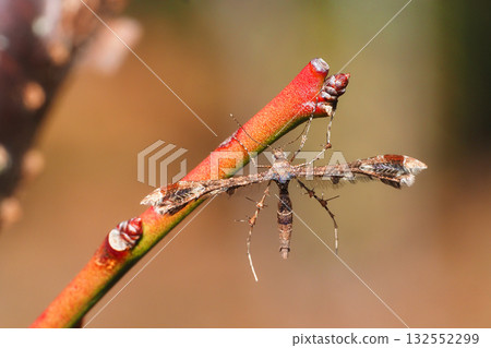 A type of winter bird moth 132552299