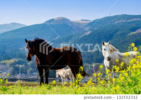 由布院的春天和吃草的馬兒 132552332