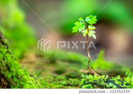 新鮮的綠色新葉發芽 新鮮的綠色新葉發芽 132552334