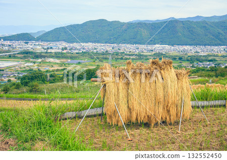 Newly harvested rice plants hang on racks watching over the Zenkoji Plain [Obasute Rice Terraces] 132552450