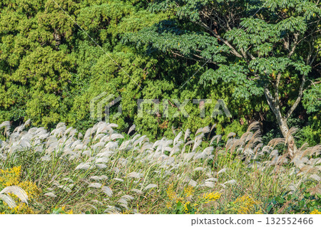 Susuki秋七草藥 132552466