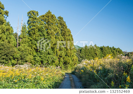 Forest scenery of Makino Town, Takashima City, Shiga Prefecture 132552469