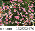 White, red and pink flowers 132552470