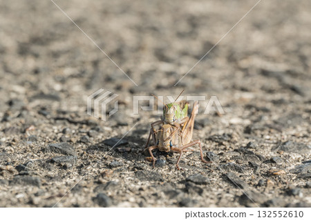 Male and female migratory grasshoppers overlapping on the road Male and female migratory grasshoppers overlapping on the road 132552610