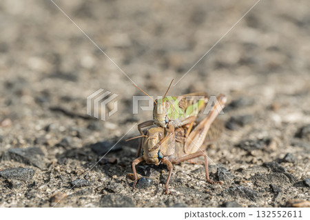 Male and female migratory grasshoppers overlapping on the road 132552611
