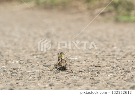 Male and female migratory grasshoppers overlapping on the road Male and female migratory grasshoppers overlapping on the road 132552612