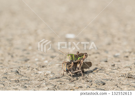 Male and female migratory grasshoppers overlapping on the road Male and female migratory grasshoppers overlapping on the road 132552613