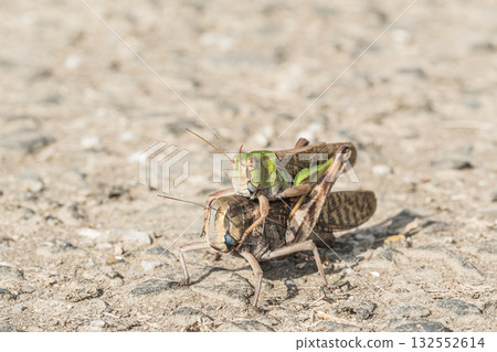 雄性和雌性遷移蚱蜢在路上重疊 雄性和雌性遷移蚱蜢在路上重疊 132552614