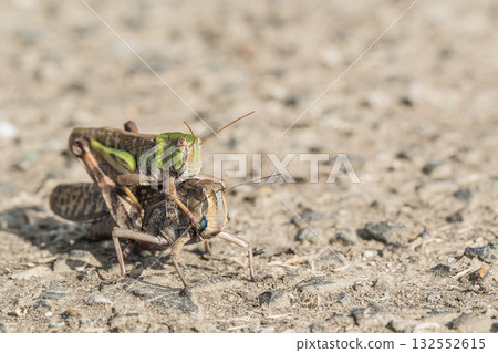 Male and female migratory grasshoppers overlapping on the road Male and female migratory grasshoppers overlapping on the road 132552615